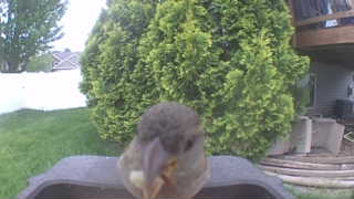 house sparrow
