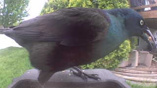 common grackle