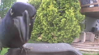 common grackle