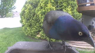 brewer's blackbird