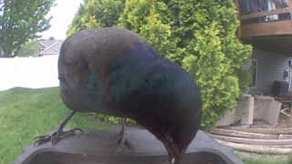 common grackle