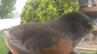 american robin