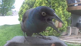 common grackle