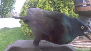 common grackle