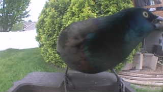 common grackle