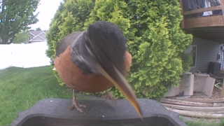 american robin
