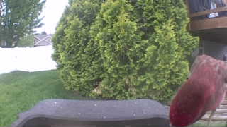 purple finch