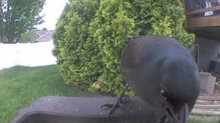 common grackle