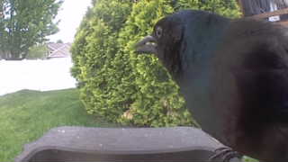 rock pigeon