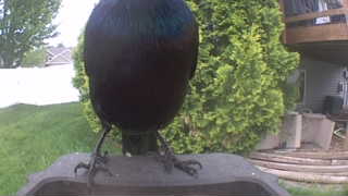 common grackle