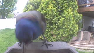common grackle