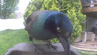 common grackle