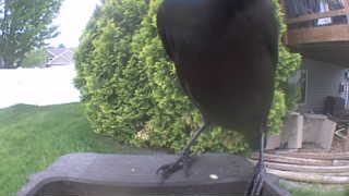 american crow