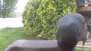 common grackle