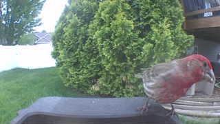 house finch