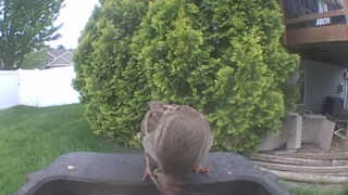 house sparrow