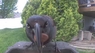 common grackle