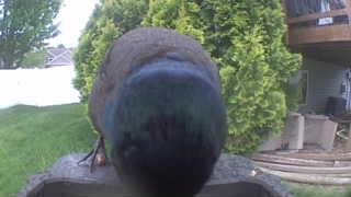 common grackle