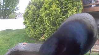 common grackle