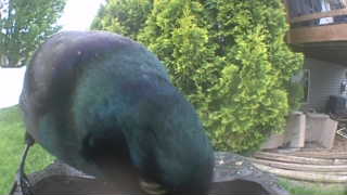 common grackle