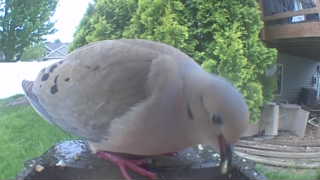 mourning dove