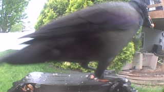 american crow
