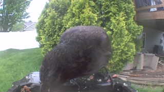 american crow