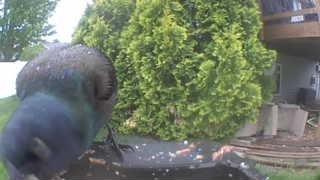 common grackle