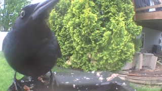 american crow
