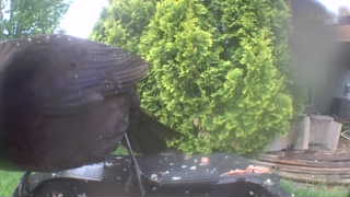 common grackle