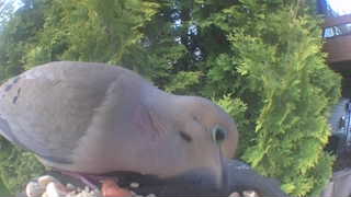 mourning dove