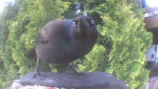 common grackle
