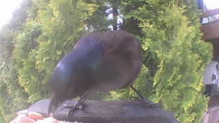 common grackle