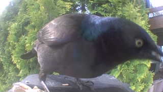 common grackle