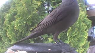 american crow
