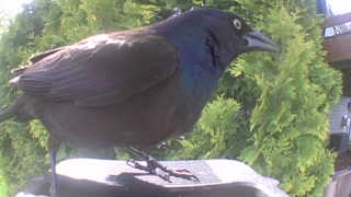 common grackle