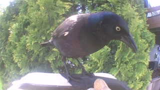 common grackle