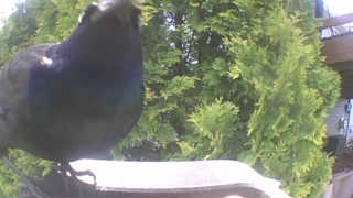 common grackle