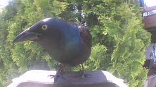 common grackle