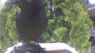 brewer's blackbird