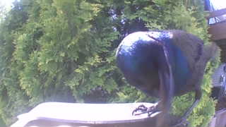 common grackle