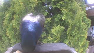 common grackle
