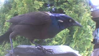 common grackle