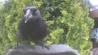 common grackle