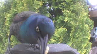 common grackle