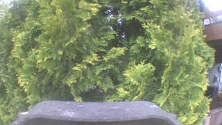 Unidentified clip