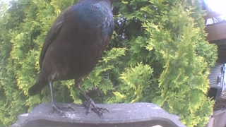 common grackle