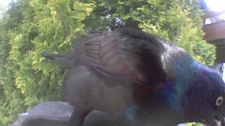 common grackle