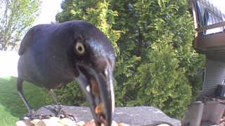common grackle