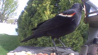 red-winged blackbird